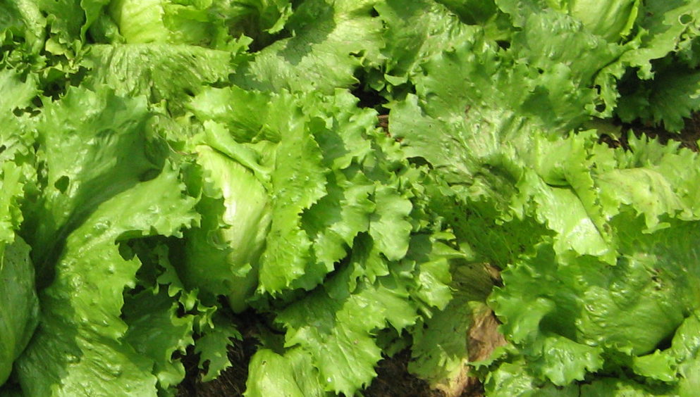 Co žere listy salátu ve skleníku?
